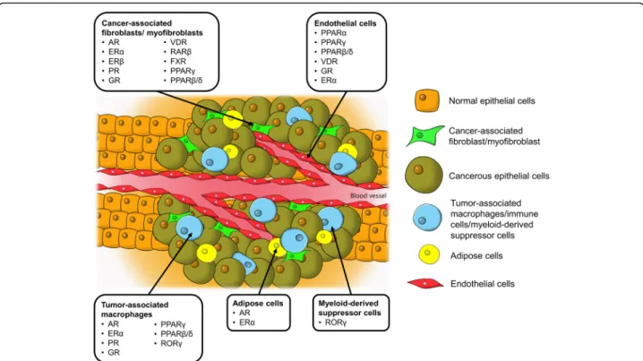 Fig. 1 Tumor microenvironment, tumor-supporting cells and the identified nuclear receptors in cancer progression