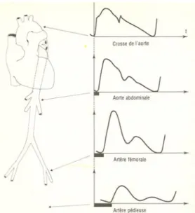 Figure 4 : schéma qui reproduit l’évolution du l’onde de pression artérielle à diverses localisations