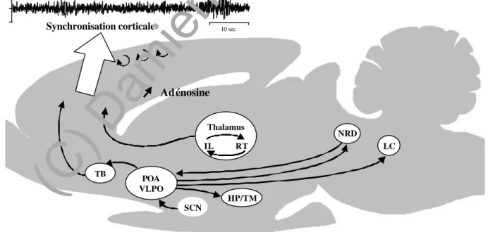 Figure 3. Structures nerveuses impliquées dans les mécanismes du sommeil lent.    