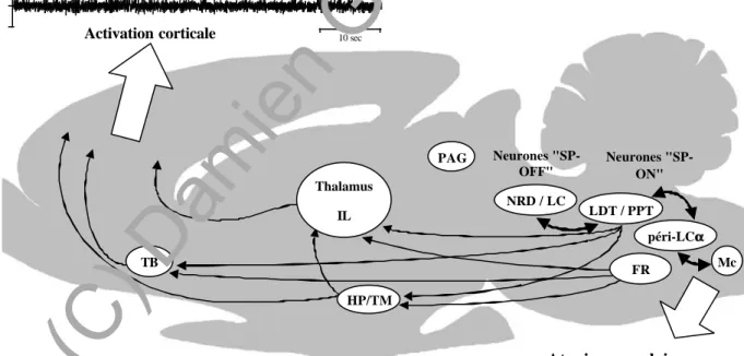 Figure 4. Structures nerveuses impliquées dans les mécanismes du sommeil paradoxal.  