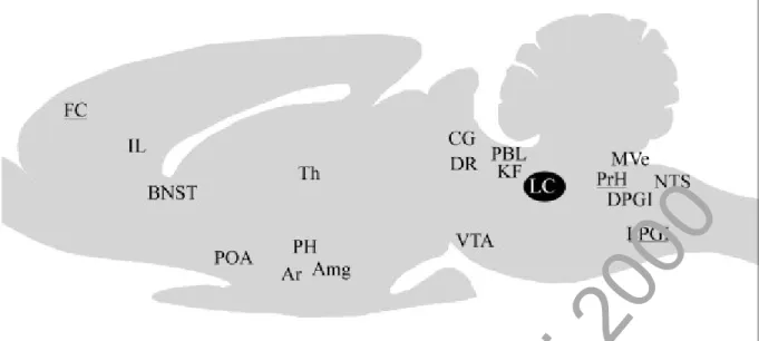 Figure 7. Structures nerveuses afférentes au LC. D'après Cedarbaum et Aghajanian (1978), Aston-Jones et coll