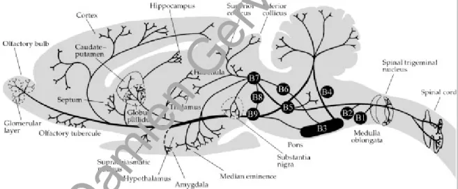 Figure 14. Efférences des neurones 5-HT du NRD. D'après Feldman et coll. (1997).     