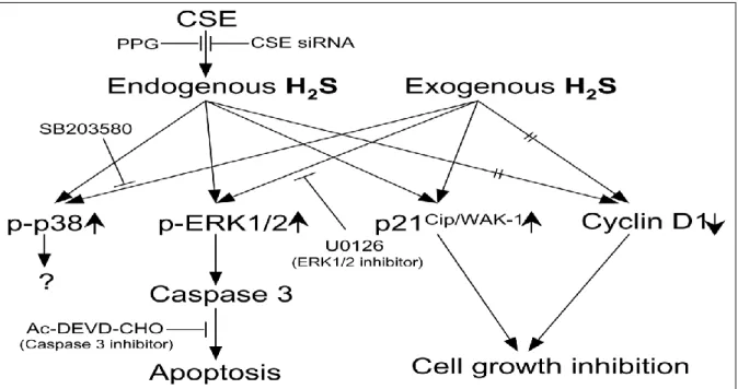 Figure 7 : Schéma des voies de transduction des signaux qui sous-entend les  changements induits par H 2 S sur la croissance cellulaire  (Yang et al 2006)