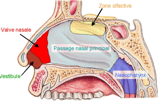 Figure 1-1 : Schéma des différentes régions anatomiques caractéristiques d’une cavité nasale humaine à partir  d’une vue en coupe sagittale