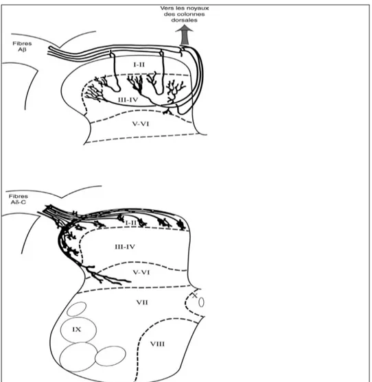 Figure 2: Les différentes couches de la corne postérieure (I–VI) et de la corne  antérieure (VII–IX) ainsi que celle entourant le canal épendymaire (X) sont représentées en  association avec une représentation schématique de l’organisation anatomique des d