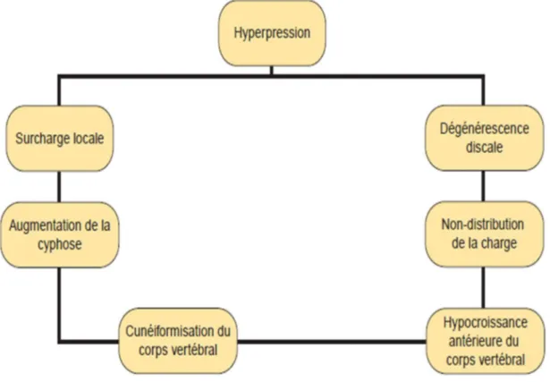 Figure 18 : Cercle vicieux d’auto-aggravation de la dystrophie rachidienne de  croissance