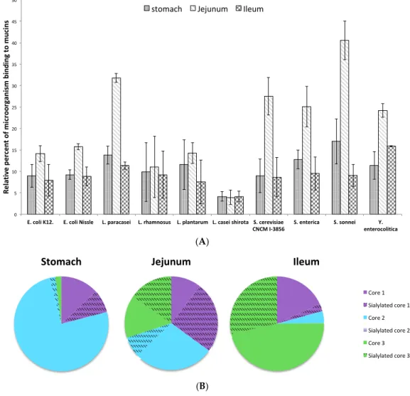 Figure 7. Adhesion of microorganisms along the gastrointestinal tract. (A) Binding of DAPI-labeled  microorganisms to human purified mucins from the stomach (vertical strips), jejunum (oblique  strips) and ileum (chequerwise) was quantified by slot-blot ov