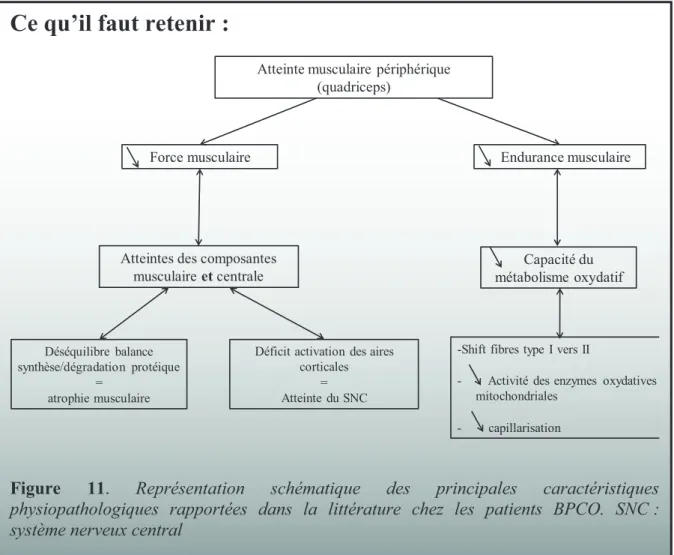 Figure  11.  Représentation  schématique  des  principales  caractéristiques  physiopathologiques  rapportées  dans  la  littérature  chez  les  patients  BPCO