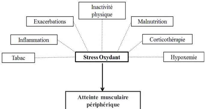 Figure 13. Représentation schématique des relations entre les facteurs étiologiques, le stress  oxydant et l’atteinte musculaire périphérique chez les patients BPCO (adapté de Gea  et al