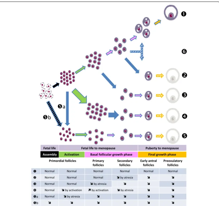 Fig. 1 The different mechanisms inducing POI. Folliculogenesis ( ❶ ) begins after assembly (black arrows) of primordial follicles during second trimester of pregnancy