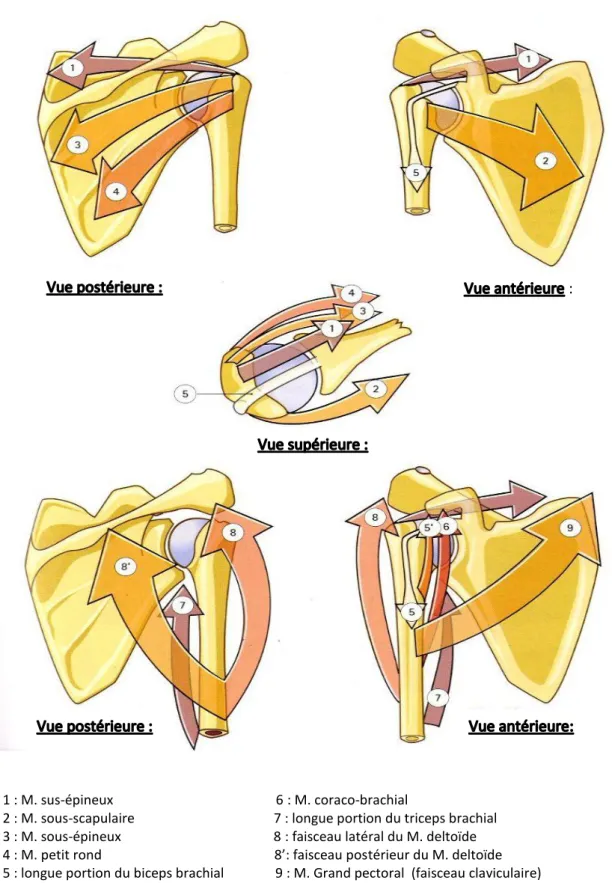 Figure 1. différents muscles abducteurs et adducteurs de l’épaule [34] 