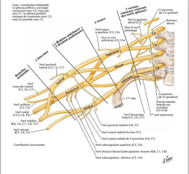 Figure 6. Vue antérieure montrant les racines d’origine, les branches terminales et Collatérales du plexus  brachial [46] 
