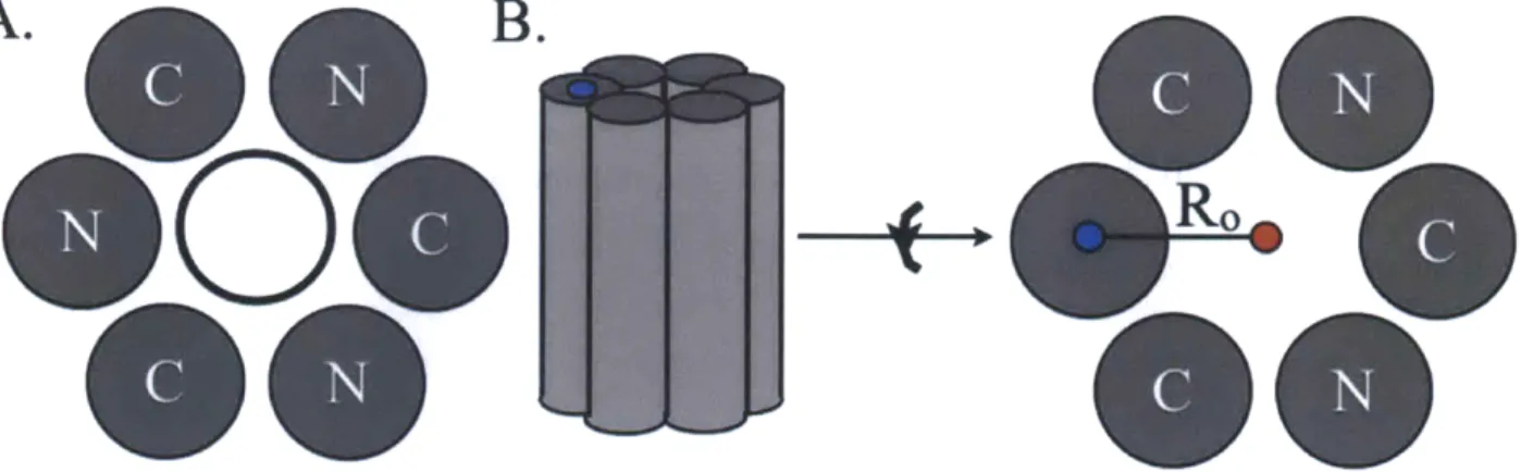 Figure 1-5.  Coating SWNT  with  coiled  coils.  (A)  Schematic  looking  down the  axis  of a SWNT (hollow black circle)