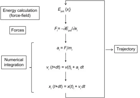 Figure 1-5: Molecular dynamics algorithms work by calculating the energy of a par- par-ticular configuration of atoms, taking the derivative to obtain the current forces, and then numerically integrating the result to obtain the positions at a slightly lat