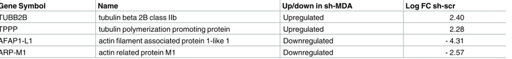 Table 1. Cytoskeleton related genes upregulated or downregulated in sh-MDA cells.