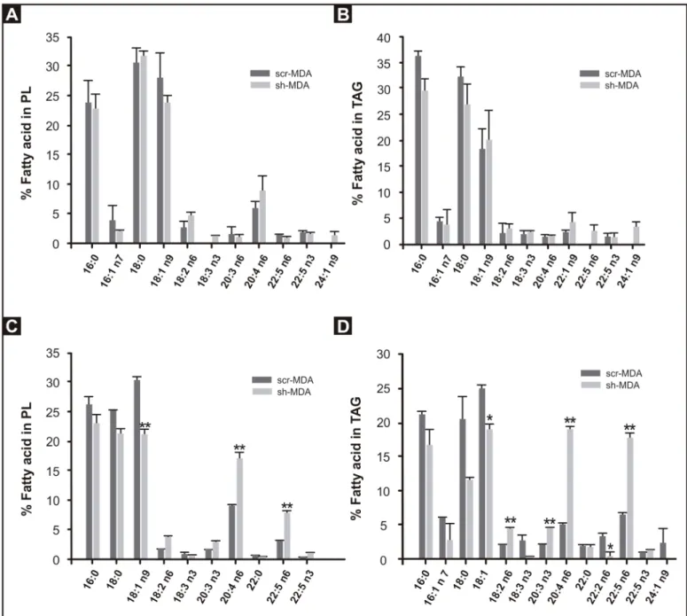 Fig 2. Fatty acid composition of scr-MDA and sh-MDA cell PL and TAG. Total lipids were extracted from scr-MDA and sh-MDA cells, separated by TLC, and fatty acid composition of the PL and TAG fractions was determined by GLC