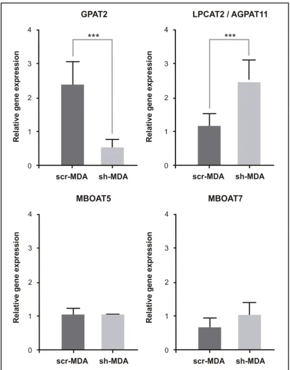 Fig 3. mRNA expression of acyltransferases involved in arachidonic acid metabolism. Total RNA from scr-MDA and sh-MDA cells was extracted, subjected to cDNA synthesis, and amplified by qRT-PCR with primers for human GPAT2, AGPAT11, MBOAT5 and MBOAT7 genes 