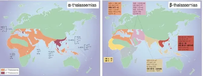 Figure 1 : répartition géographique des alpha et des beta-thalassémies 