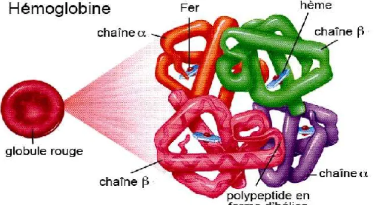 Figure 3: Structure de la molécule de l’hémoglobine [15] 