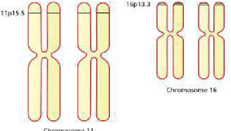 Figure 5: Les chromosomes 11 et 16 montrant le gène de bêta et alpha globine et  leurs emplacements [24] 