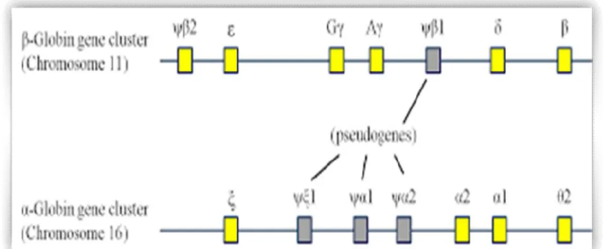 Figure 6: Structure et organisation des deux familles de gènes de globine [14] 