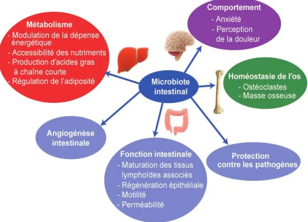 Figure 3: Différents rôles du microbiote intestinal [11]. 