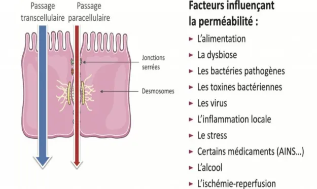 Figure 4: Facteurs de perméabilité intestinale [15]. 