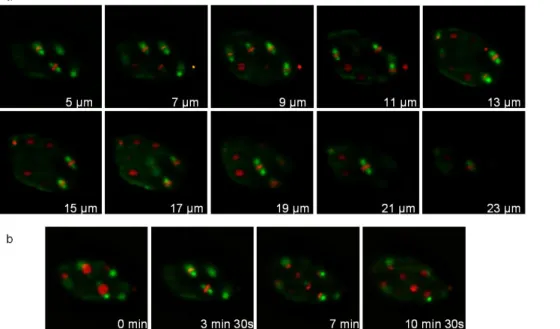Figure 7: Recording of a C. elegans embryo expressing a Tubulin::GFP fusion and an Histone::mCherry fusion