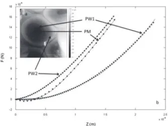 Table 1. Zener elements of the swelled PM and PWs (PW1 and PW2) determined by contact force AFM experiments.