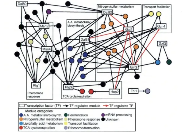 Figure  2-7:  Rapamycin  gene  modules  network:  analysis  of  the  rapamycin  transcriptional regulatory  network  revealed  a  number  of  novel  biological  insights,  including  evidence  that some  transcriptional  regulators  may control  genes  inv