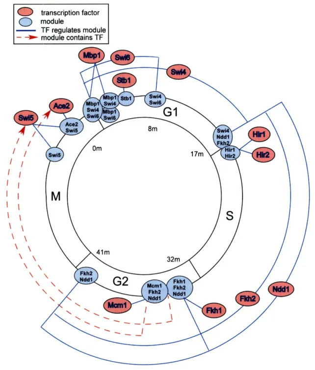 Figure  2-8:  Cell-cycle  dynamic  regulatory  network:  in  order  to  investigate  the  yeast  cell- cell-cycle,  we  applied  our  sub-network  discovery  algorithm  in  combination  with  a  continuous temporal  alignment  algorithm  to  uncover  not o