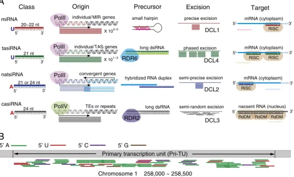 Fig. 1. Deﬁne primary transcription units (Pri-TUs) that produce small RNAs. (A) Classiﬁcation of plant small RNAs