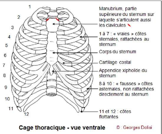 Figure 1 : anatomie de la cage thoracique, vue ventrale. 