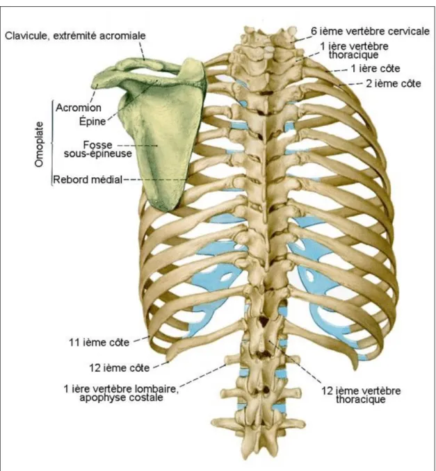 Figure 2 : anatomie de la cage thoracique, vue dorsale.  