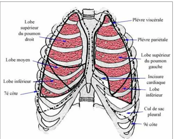 Figure 3 : segmentation pulmonaire. ( Précis d’Anatomie Clinique de Pierre KAMINA) 