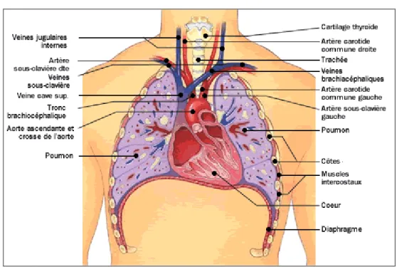 Figure 4 : vue schématique du médiastin antérieur .  (anatomie Frank Netter) 