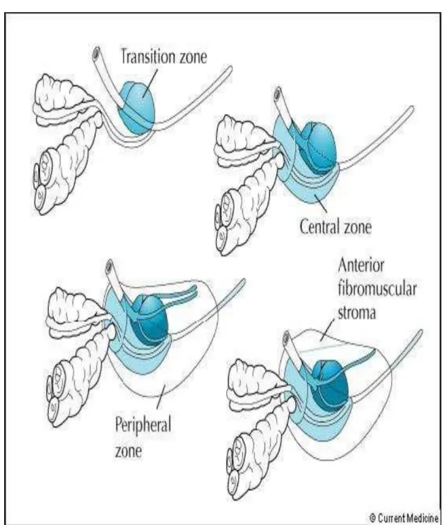 Figure 2:Anatomie chirurgicale de la prostate [15] 