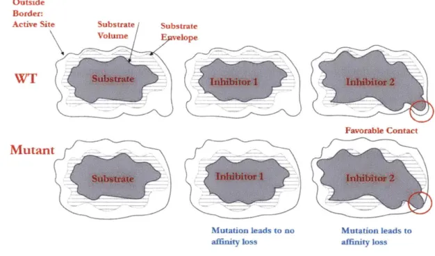Figure  2-1:  Cartoon  representation of the substrate envelope.  Inhibitor one  respects  the  envelope  and  is  not prone to  mutation resistance.