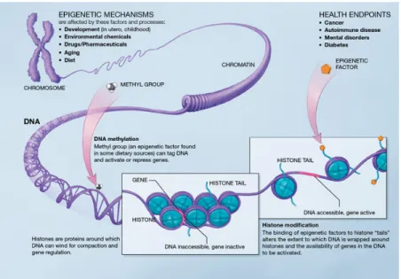 Figure 1-2: Epigenetic modifications include methylation of the DNA strand (left) and chemical modifications to the tails of the histone proteins (right)