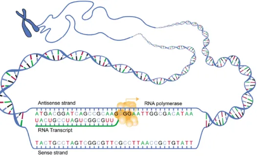 Figure 1-3: RNA Polymerase reads the nucleotides of one strand of the DNA to produce the complementary RNA in a process known as transcription