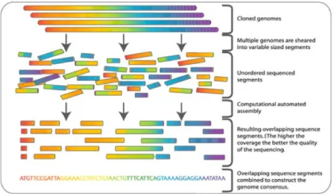 Figure 1-9: For de novo assembly, the overlapping parts of different fragments can be pieced back together, like puzzle pieces, to assemble a new, complete genome sequence