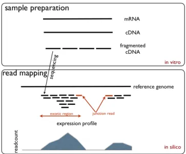 Figure 1-13: RNA-sequencing technology measures gene expression. RNA-Sequencing starts with RNA from a sample of interest, for which reverse transcriptase generates the complementary DNA (cDNA)