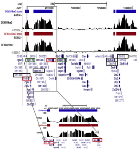 Figure 2-11: Part of a silenced OR cluster on chromosome 11 is interrupted by a small group of transcriptionally active non-OR genes