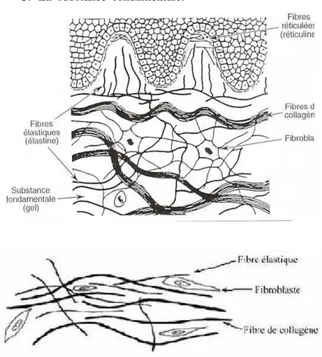 Figure 1Eléments du tissu conjonctif 