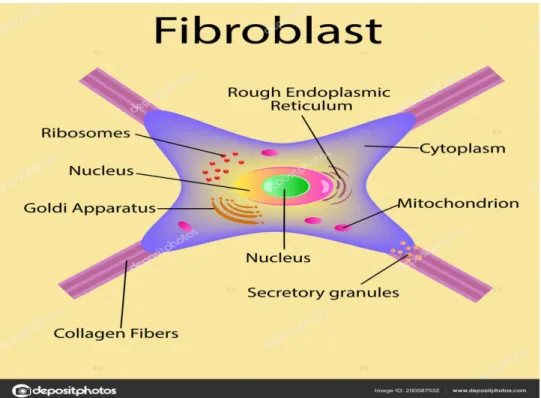 Figure 2 STRUCTURE DU FIBROBLASTE 