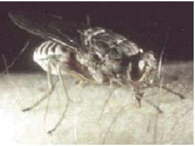 Figure 5: Glossina spp  [92] 