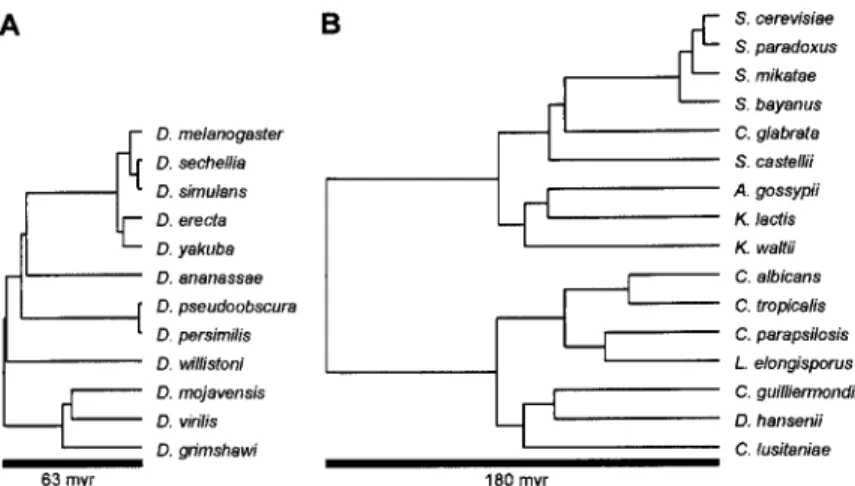 Figure  2.3:  Species  and  phylogenies  used  in evaluation.  The  phylogeny  of  (A)  12  Drosophila species  [240]  and  (B)  16  fungal  species  [26].