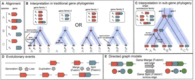 Figure  5.1:  Relationship  between  species  trees,  gene  trees,  and  architecture  scenarios.