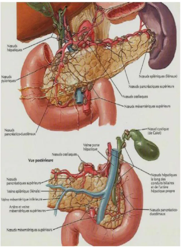 Figure 6 : Drainage lymphatique du pancréas [20] 