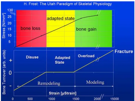 Figure 9 : Le mécanostat de la physiologie squelettique, ou paradigme d’Utah. 